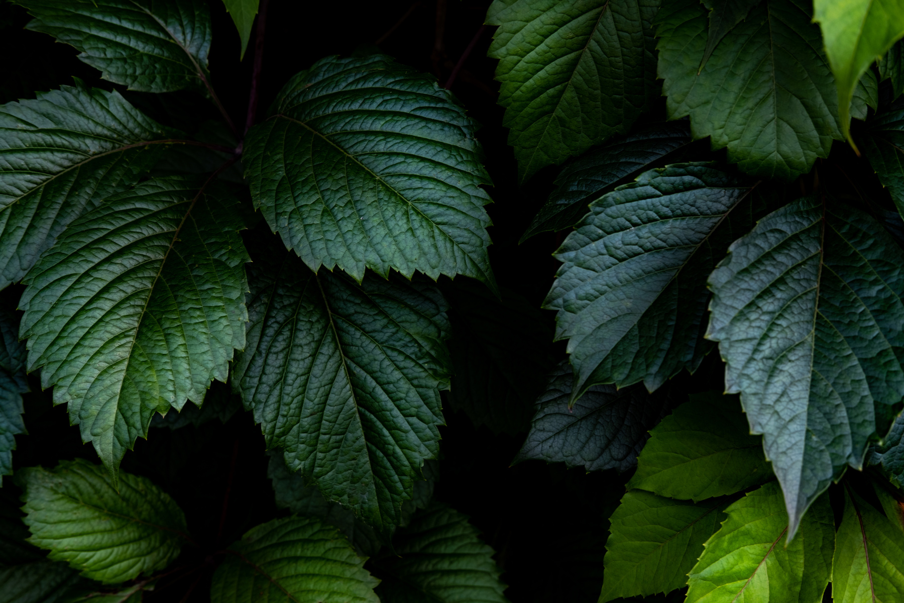 Bright green leaves top view minimalistic background
